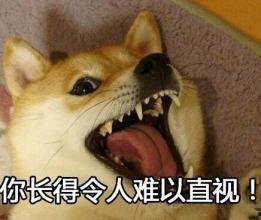 头条小宠物表情包图片,小宠物们的欢乐时光