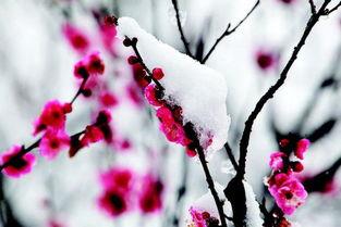 踏雪寻梅粤语在线观看,穿越时空的浪漫邂逅
