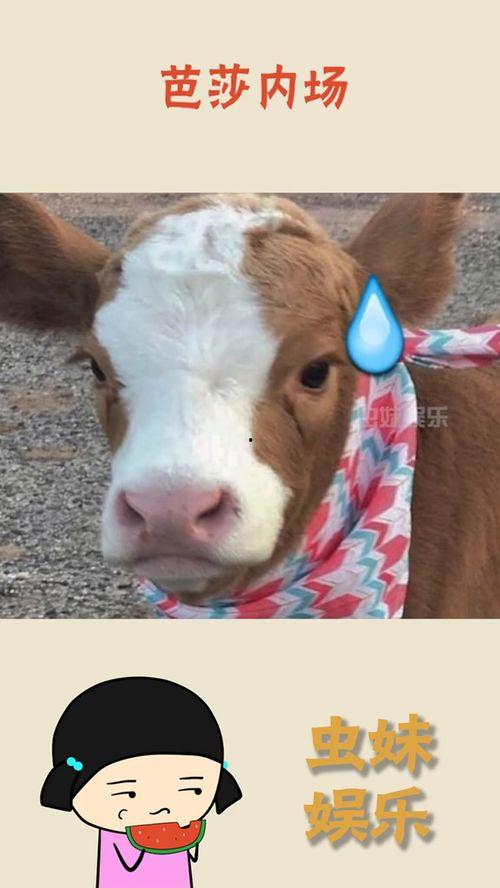 娱乐吃瓜酱抖音号