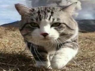 娱乐吃瓜小猫咪小说免费阅读